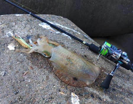 アオリイカ大きくなってきました！